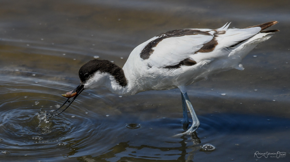 voir Avocette élégante en Vendée