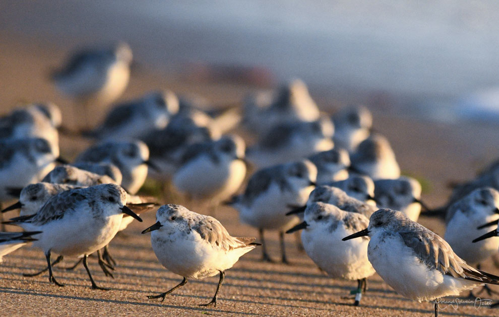 Observer des Bécasseau variable en Vendée