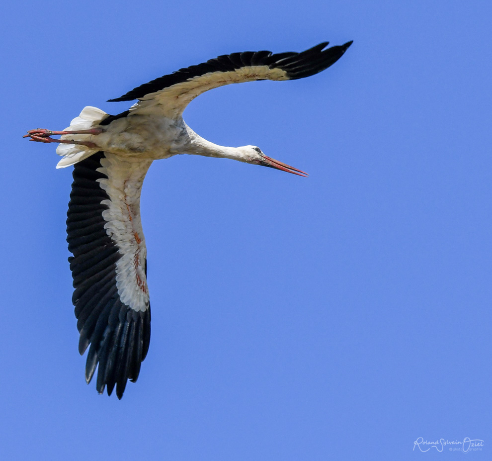 Observer la Cigogne blanche en Vendée