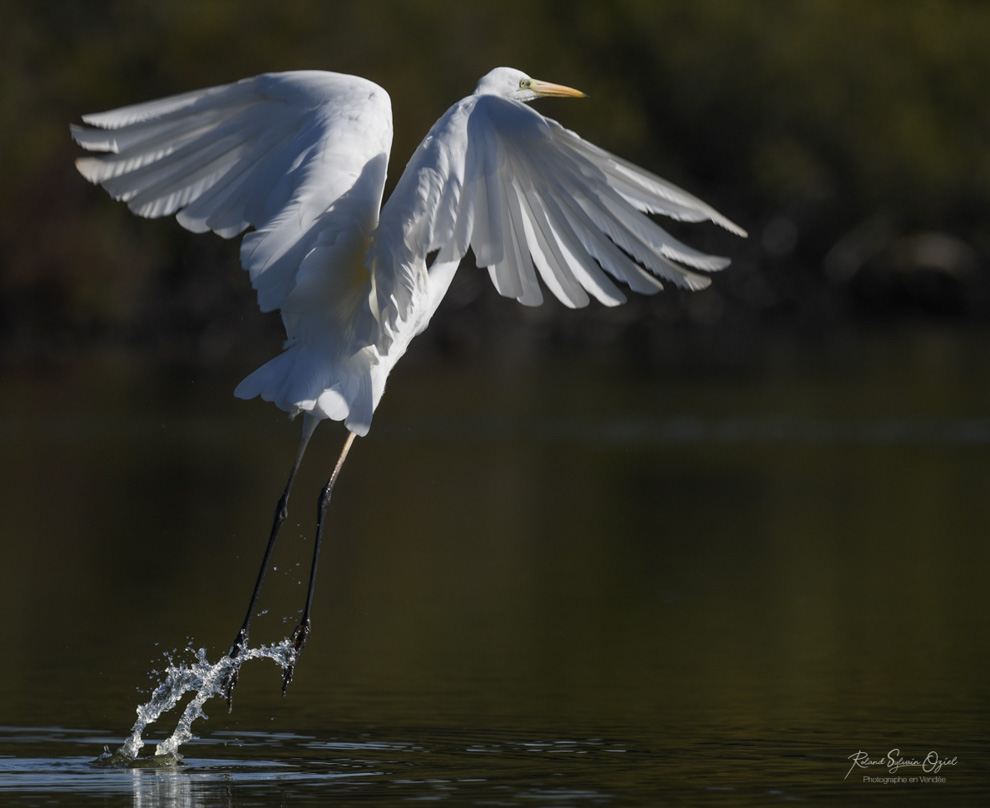 Où voir la Grande aigrette en Vendée