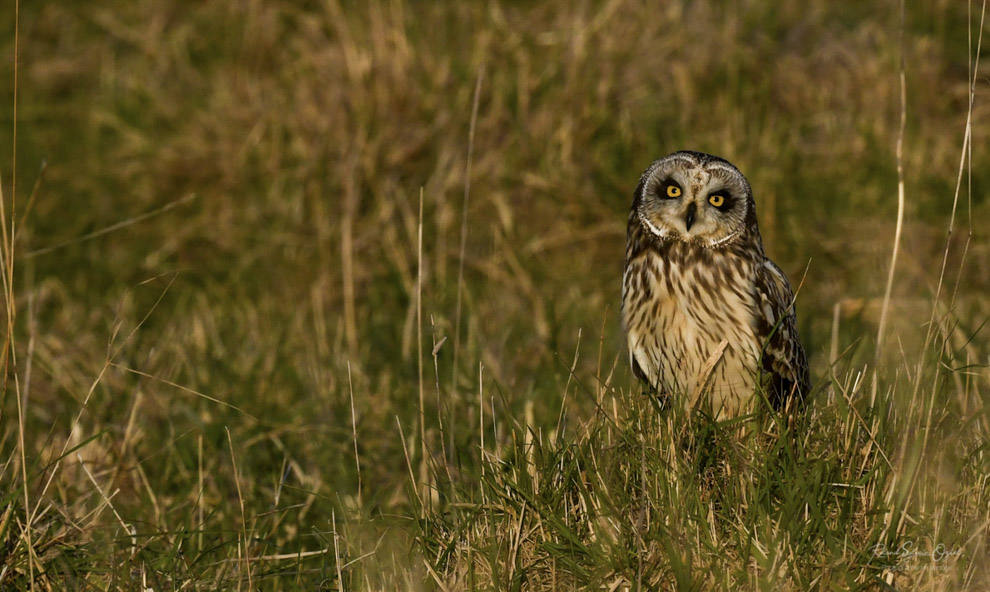 Où voir le Hibou des marais en Vendée