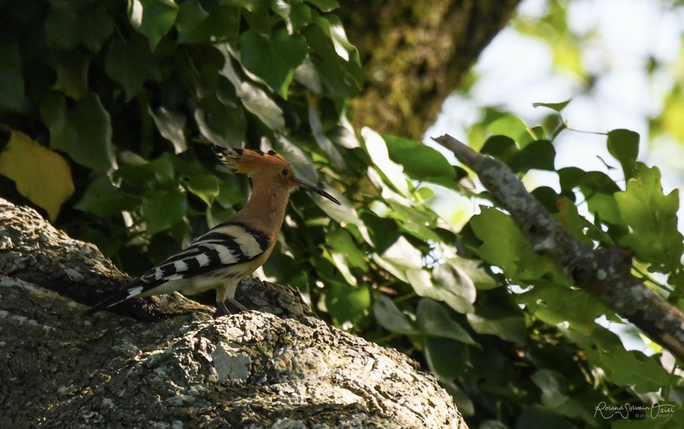 Huppe fasciée dans les arbres