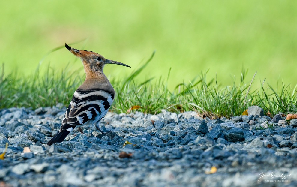 Nptre Huppe fasciée au bord de la route 