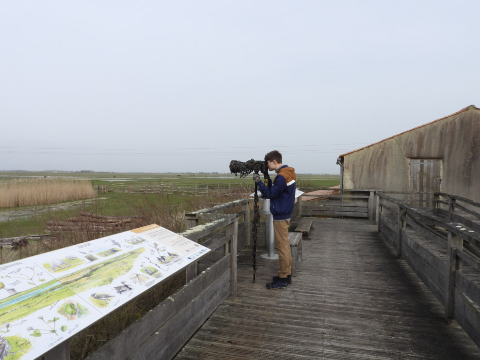 voir les oiseaux Observatoire oiseaux Chaillé les Marais