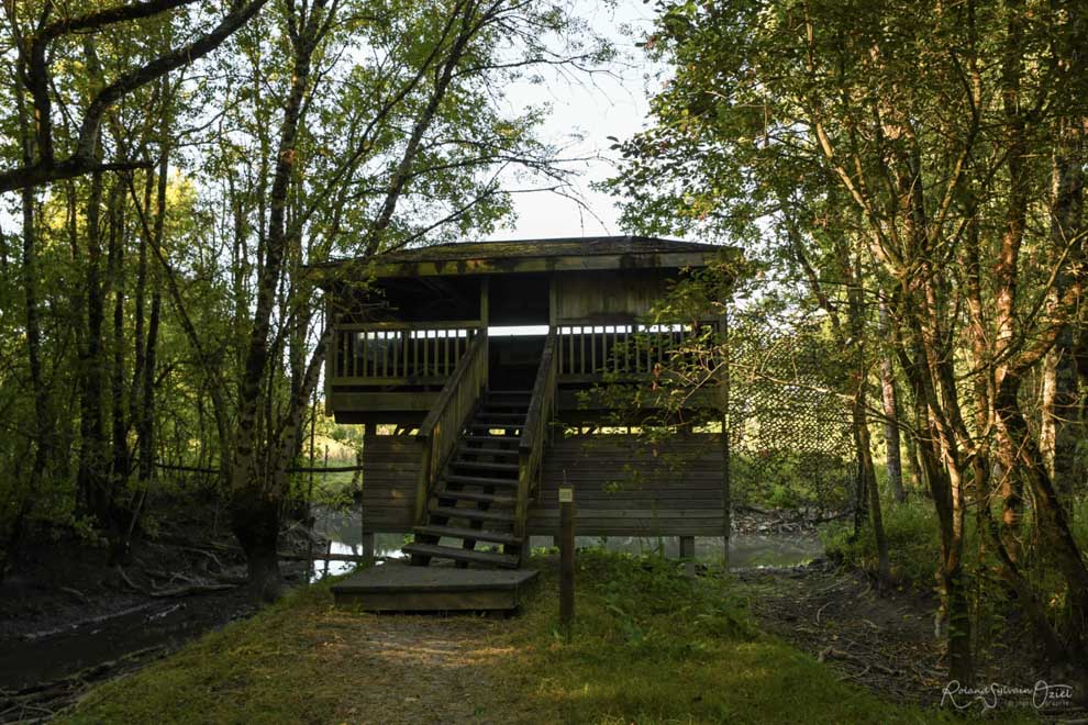 voir les oiseaux Observatoire Nalliers 