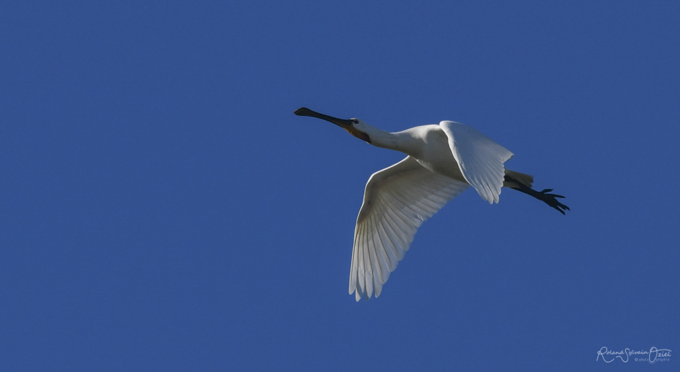 Où voir et photographier la Spatule blanche en vendée